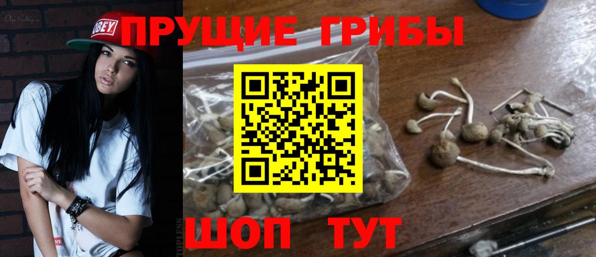 Галлюциногенные грибы Psilocybine cubensis Краснодар